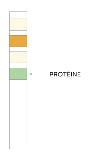 Test Result Positive Protein